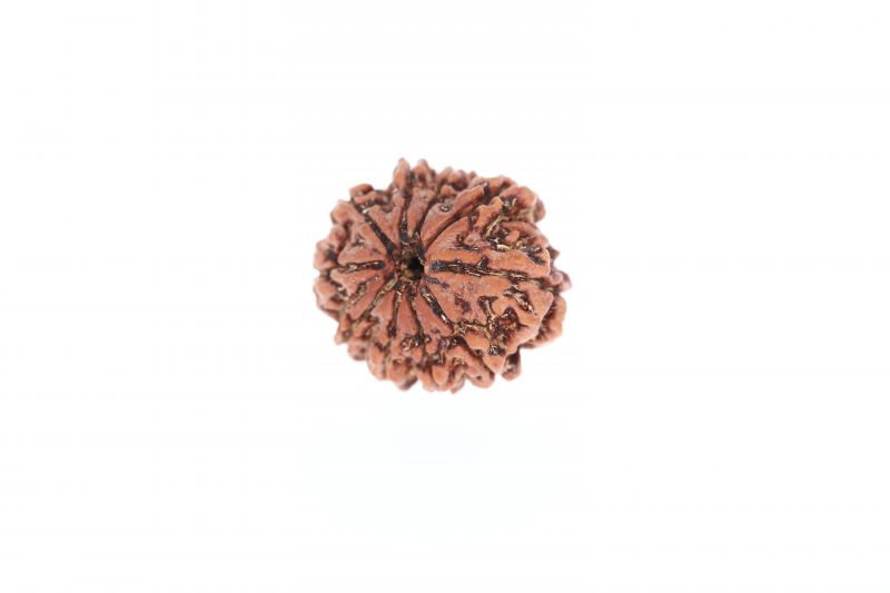 10 Mukhi Rudraksha - 3.09 Grams Weight - Origin - Nepal
