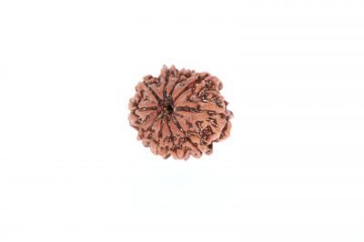 10 Mukhi Rudraksha - 3.09 Grams Weight - Origin - Nepal