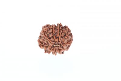 10 Mukhi Rudraksha - 3.09 Grams Weight - Origin - Nepal