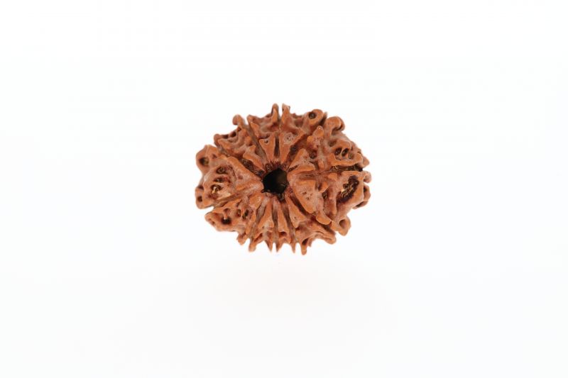 10 Mukhi Rudraksha - 2.74 Grams Weight - Origin - Nepal