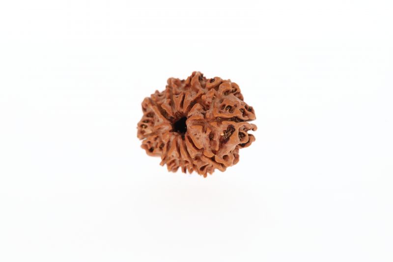 10 Mukhi Rudraksha - 2.74 Grams Weight - Origin - Nepal