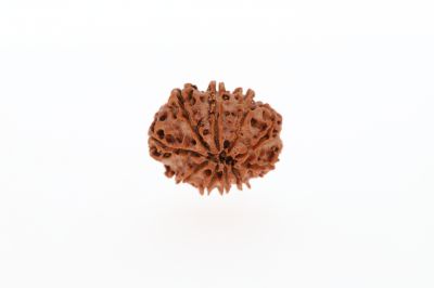 10 Mukhi Rudraksha - 2.74 Grams Weight - Origin - Nepal