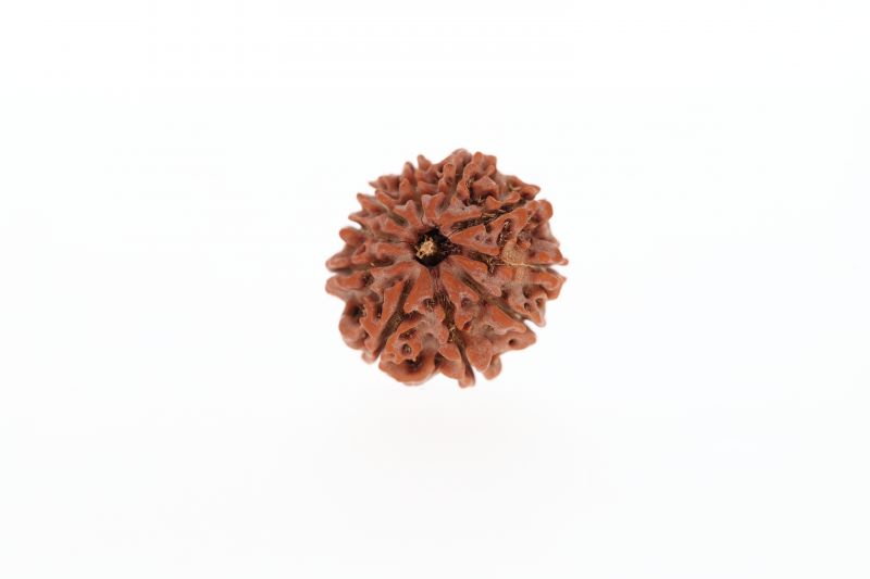 10 Mukhi Rudraksha -2.83 Grams Weight - Origin - Nepal