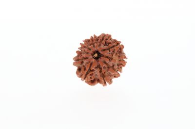 10 Mukhi Rudraksha -2.83 Grams Weight - Origin - Nepal