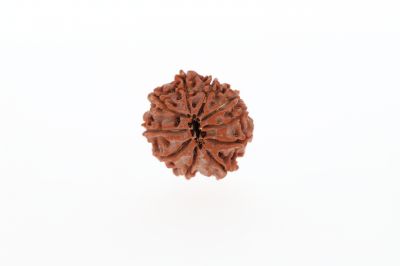 10 Mukhi Rudraksha -2.83 Grams Weight - Origin - Nepal
