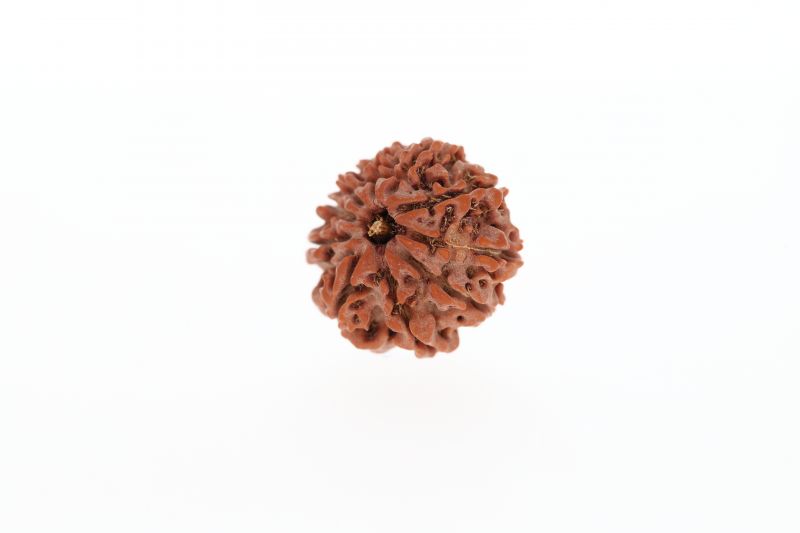 10 Mukhi Rudraksha -2.83 Grams Weight - Origin - Nepal