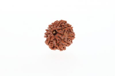 10 Mukhi Rudraksha -2.83 Grams Weight - Origin - Nepal