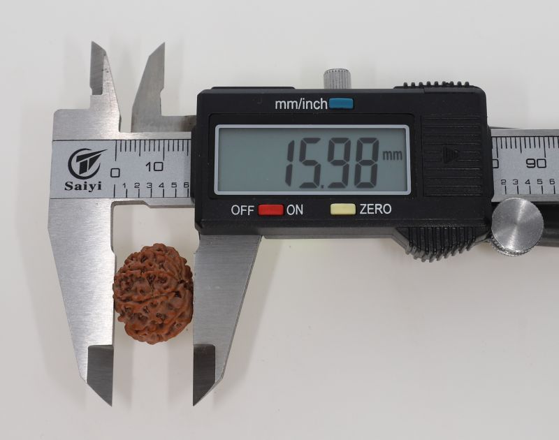 10 Mukhi Rudraksha -2.83 Grams Weight - Origin - Nepal