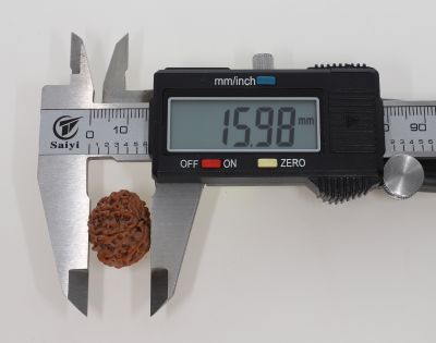 10 Mukhi Rudraksha -2.83 Grams Weight - Origin - Nepal