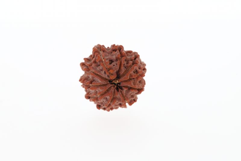 10 Mukhi Rudraksha - 3.21 Grams Weight - Origin - Nepal
