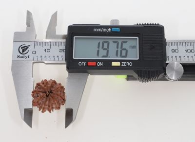 10 Mukhi Rudraksha - 3.21 Grams Weight - Origin - Nepal