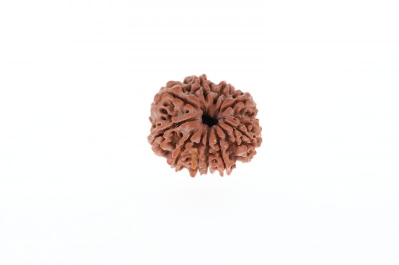 10 Mukhi Rudraksha - 3.22 Grams Weight - Origin - Nepal