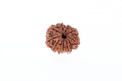 10 Mukhi Rudraksha - 3.22 Grams Weight - Origin - Nepal