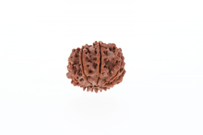 10 Mukhi Rudraksha - 3.22 Grams Weight - Origin - Nepal