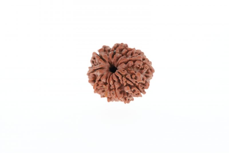 10 Mukhi Rudraksha - 3.22 Grams Weight - Origin - Nepal