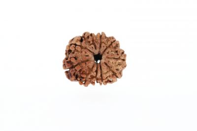 10 Mukhi Rudraksha - 3.58 Grams Weight - Origin - Nepal