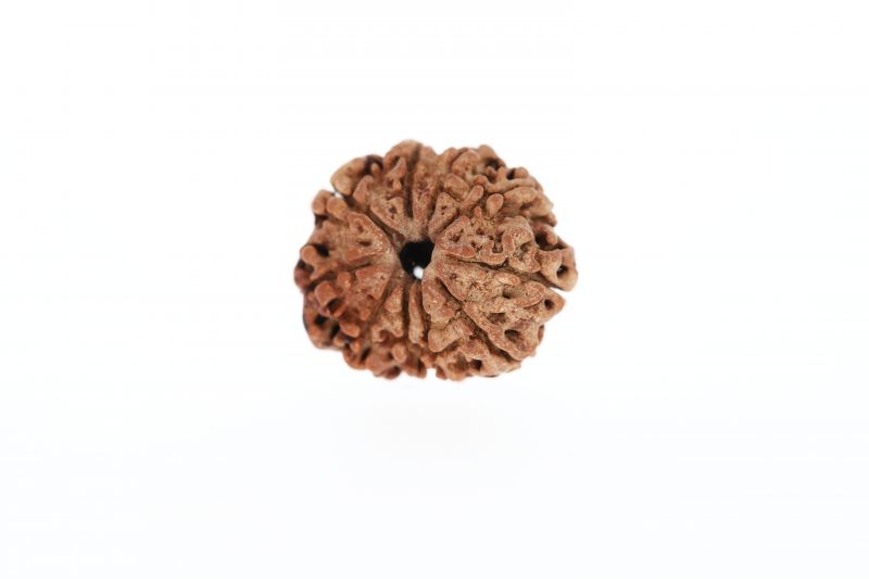 10 Mukhi Rudraksha - 3.58 Grams Weight - Origin - Nepal