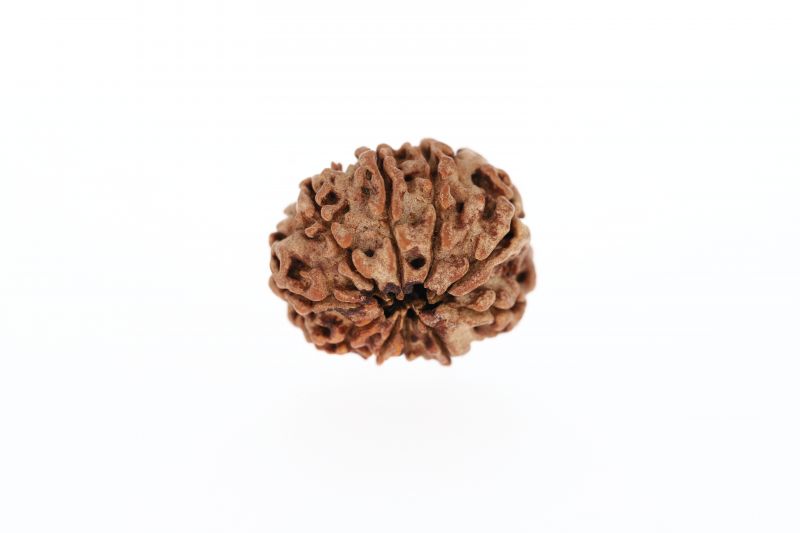 10 Mukhi Rudraksha - 3.58 Grams Weight - Origin - Nepal