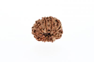 10 Mukhi Rudraksha - 3.58 Grams Weight - Origin - Nepal