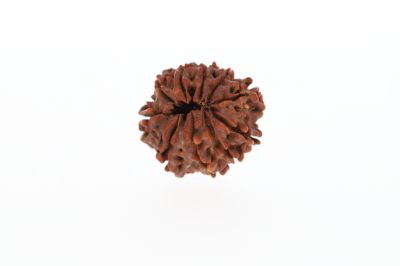 10 Mukhi Rudraksha - 3.52 Grams Weight - Origin - Nepal