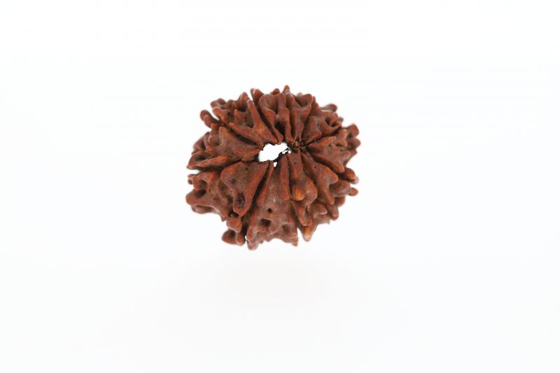 10 Mukhi Rudraksha - 3.52 Grams Weight - Origin - Nepal