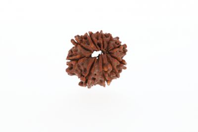 10 Mukhi Rudraksha - 3.52 Grams Weight - Origin - Nepal