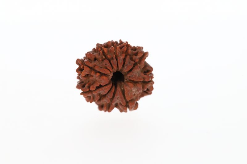 10 Mukhi Rudraksha - 3.52 Grams Weight - Origin - Nepal