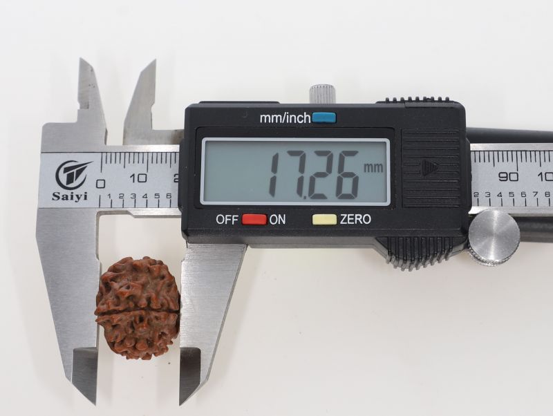 10 Mukhi Rudraksha - 3.52 Grams Weight - Origin - Nepal