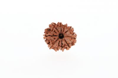 10 Mukhi Rudraksha - 2.63 Grams Weight - Origin - Nepal