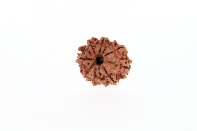 10 Mukhi Rudraksha - 2.63 Grams Weight - Origin - Nepal