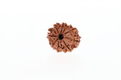 10 Mukhi Rudraksha - 2.63 Grams Weight - Origin - Nepal