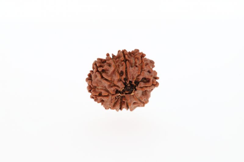 10 Mukhi Rudraksha - 2.63 Grams Weight - Origin - Nepal