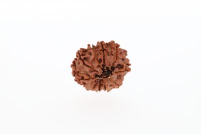 10 Mukhi Rudraksha - 2.63 Grams Weight - Origin - Nepal