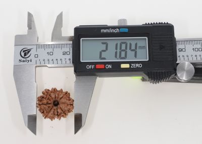 10 Mukhi Rudraksha - 2.63 Grams Weight - Origin - Nepal