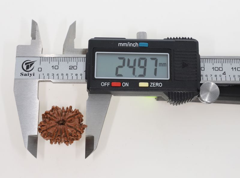 10 Mukhi Rudraksha - 3.76 Grams Weight - Origin - Nepal
