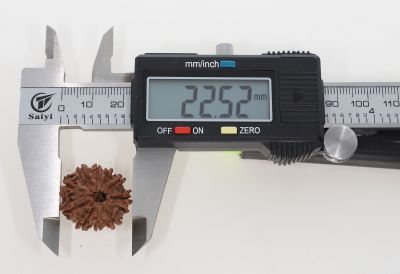 10 Mukhi Rudraksha -3.25 Grams Weight - Origin - Nepal