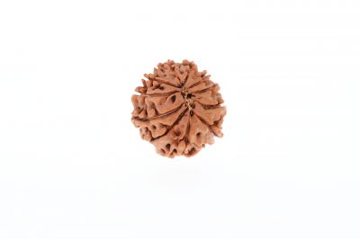 10 Mukhi Rudraksha - 2.77 Grams Weight - Origin - Nepal