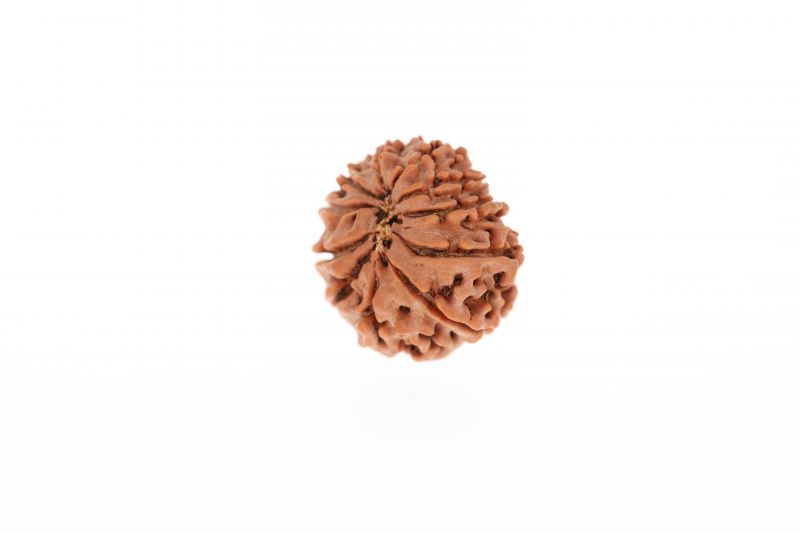 10 Mukhi Rudraksha - 2.77 Grams Weight - Origin - Nepal
