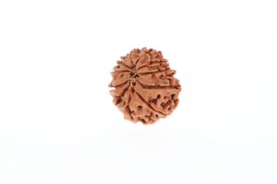 10 Mukhi Rudraksha - 2.77 Grams Weight - Origin - Nepal