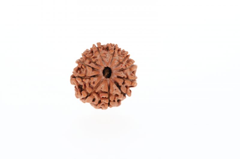 10 Mukhi Rudraksha - 2.77 Grams Weight - Origin - Nepal