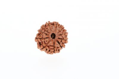 10 Mukhi Rudraksha - 2.77 Grams Weight - Origin - Nepal