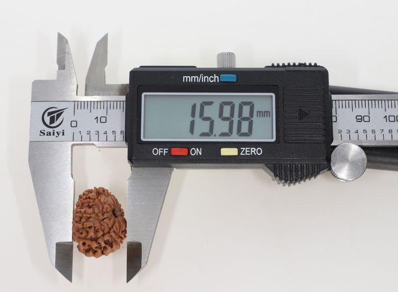 10 Mukhi Rudraksha - 2.77 Grams Weight - Origin - Nepal