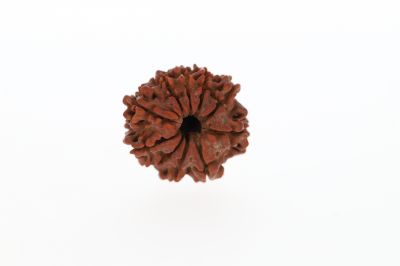 10 Mukhi Rudraksha -3.59 Grams Weight - Origin - Nepal