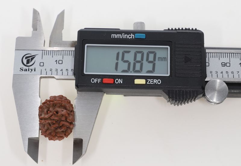 10 Mukhi Rudraksha -3.59 Grams Weight - Origin - Nepal