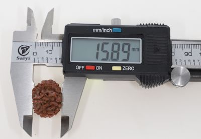 10 Mukhi Rudraksha -3.59 Grams Weight - Origin - Nepal