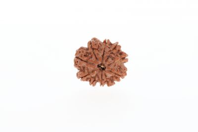 10 Mukhi Rudraksha - 2.73 Grams Weight - Origin - Nepal