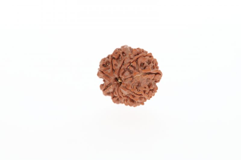 10 Mukhi Rudraksha - 2.73 Grams Weight - Origin - Nepal