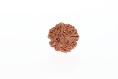 10 Mukhi Rudraksha - 2.73 Grams Weight - Origin - Nepal
