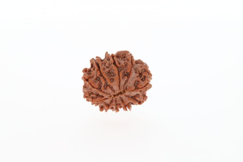 10 Mukhi Rudraksha - 2.73 Grams Weight - Origin - Nepal