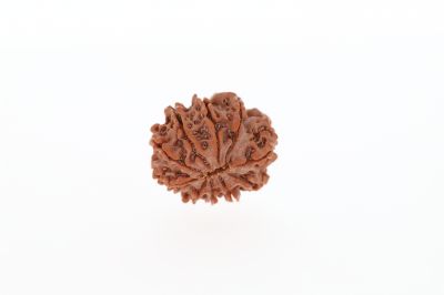 10 Mukhi Rudraksha - 2.73 Grams Weight - Origin - Nepal
